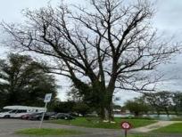 erkrankte Esche am Aareufer