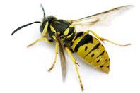 Insekte